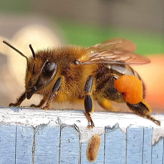 Health benefits of propolis