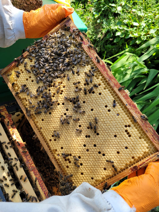 Buzzing into Spring