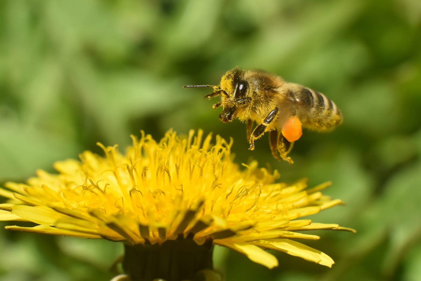 Spring Honey 227g