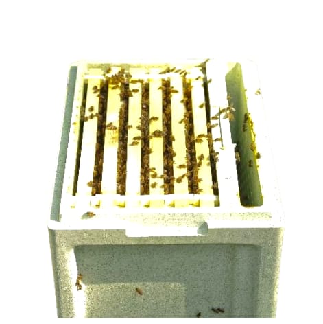 National Nuc of Bees - Donagh Bees