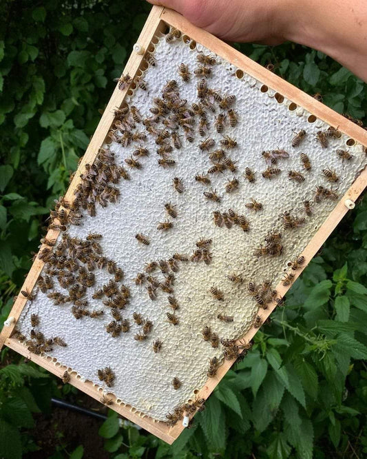 Heather Honey Benefits - Donagh Bees