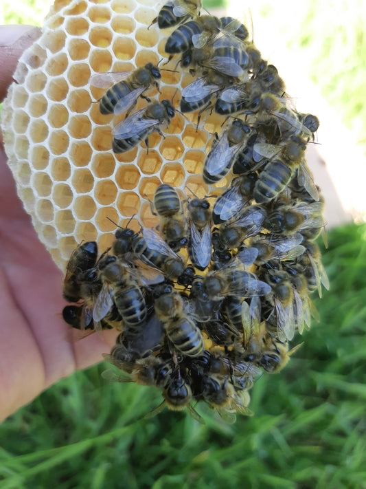 Native Irish Honey Bee - Donagh Bees