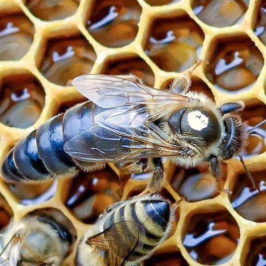 Queen Bee - Donagh Bees