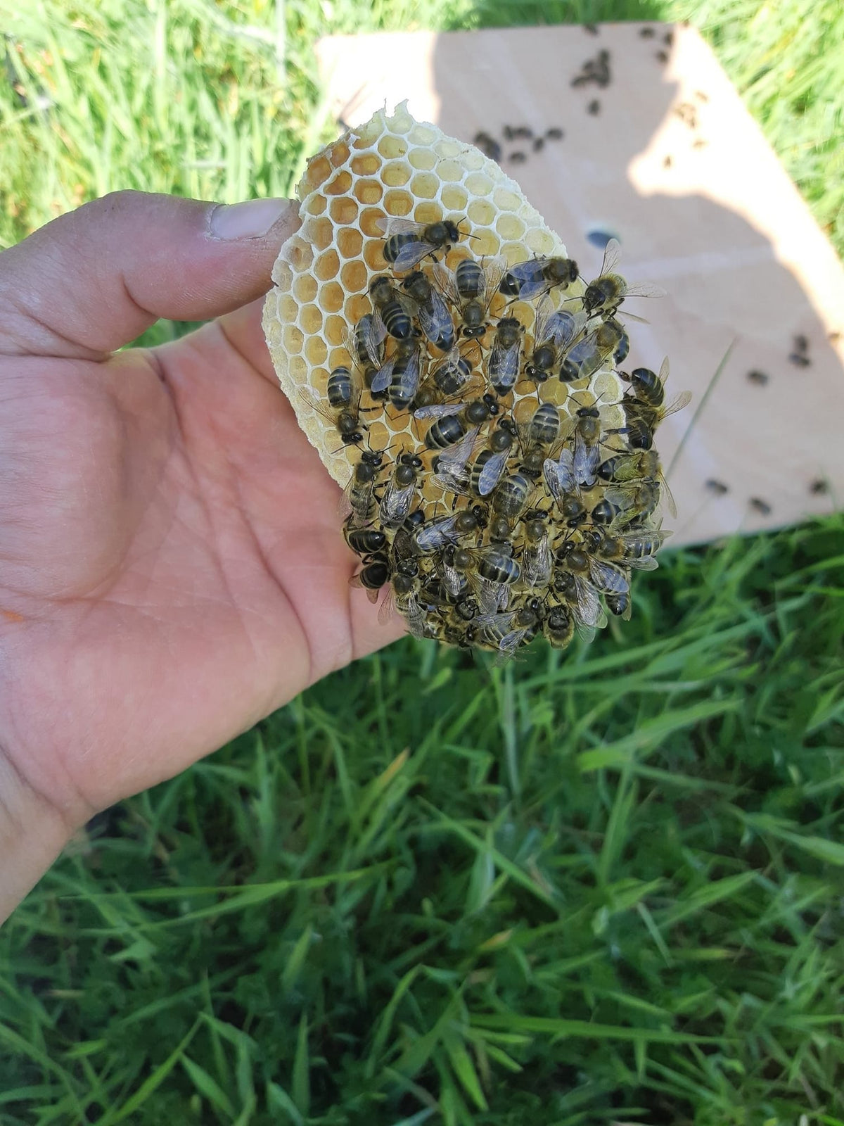 Save The Bees – Donagh Bees