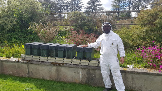 Started in Beekeeping - Donagh Bees