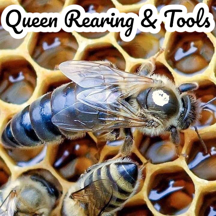 Queen Rearing Flashlight Queen Rearing – Donagh Bees