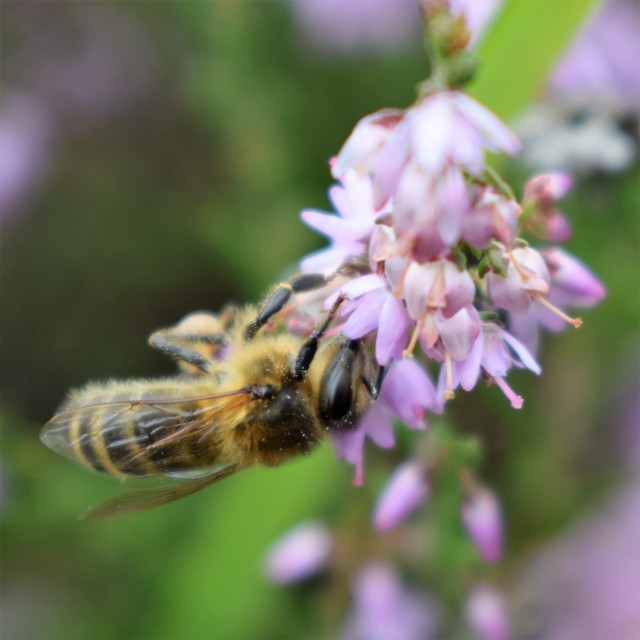 Heather Honey 227g-Donagh Bees