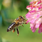 Wildflower Honey 227g