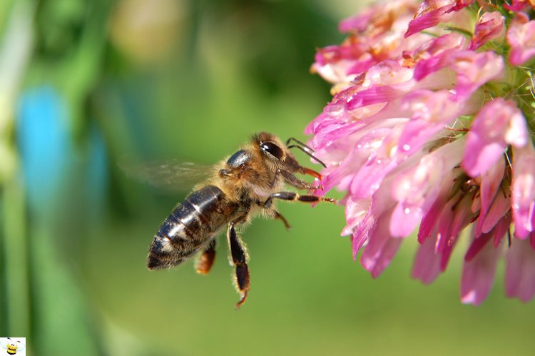 Wildflower Honey 227g