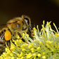 Bee Pollen 50g