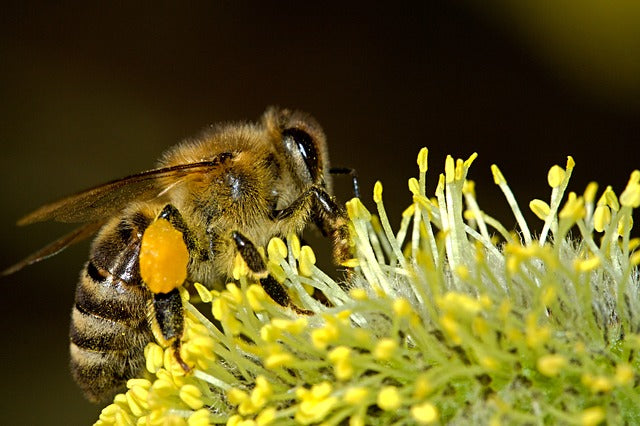 Bee Pollen 50g-Donagh Bees